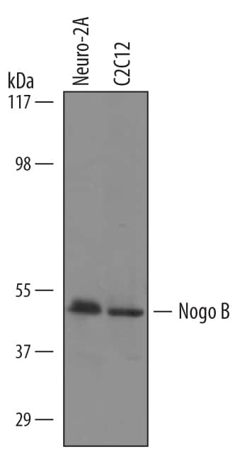 Western blot shows lysates of Neuro-2A mouse neuroblastoma cell line and C2C12 mouse myoblast cell line. PVDF Membrane was probed with 1 µg/mL of Sheep Anti-Mouse Nogo-B Antigen Affinity-purified Polyclonal Antibody (Catalog # AF6596) followed by HRP-conjugated Anti-Sheep IgG Secondary Antibody (Catalog # HAF016). A specific band was detected for Nogo-B at approximately 50 kDa (as indicated). This experiment was conducted under reducing conditions and using Immunoblot Buffer Group 8.