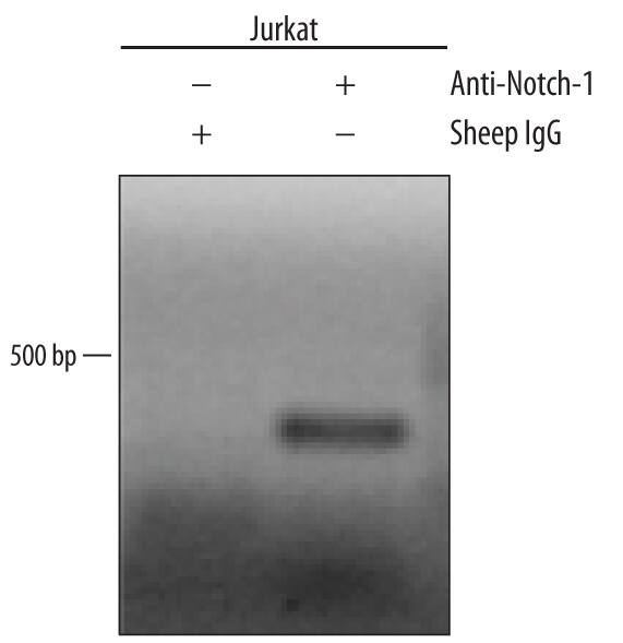 <b>Biological Strategies Validation. </b>Jurkat human acute T cell leukemia cell line treated with 50 ng/mL PMA and 200 ng/mL calcium ionomycin for 30 minutes was fixed using formaldehyde, resuspended in lysis buffer, and sonicated to shear chromatin. Notch-1/DNA complexes were immunoprecipitated using 5 µg Sheep Anti-Human Notch-1 Intracellular Domain Antigen Affinity-purified Polyclonal Antibody (Catalog # AF3647) or control antibody (Catalog # 5-001-A) for 15 minutes in an ultrasonic bath, followed by Biotinylated Anti-Sheep IgG Secondary Antibody (Catalog # BAF016). Immunocomplexes were captured using 50 µL of MagCellect Streptavidin Ferrofluid (Catalog # MAG999) and DNA was purified using chelating resin solution. Thec-mycpromoter was detected by standard PCR.
