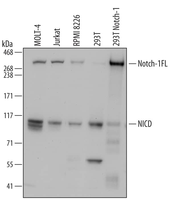 Western blot shows lysates of MOLT-4 human acute lymphoblastic leukemia cell line, Jurkat human acute T cell leukemia cell line, RPMI 8226 human multiple myeloma cell line, 293T human embryonic kidney cell line, and 293T human embryonic kidney cell line (1 µg per lane), transfected with full length human Notch-1. PVDF membrane was probed with 1 µg/mL of Sheep Anti-Human Notch-1 Intracellular Domain Antigen Affinity-purified Polyclonal Antibody (Catalog # AF3647) followed by HRP-conjugated Anti-Sheep IgG Secondary Antibody (Catalog # HAF016). Specific bands were detected for Notch-1 intracellular domain (NICD) and full length Notch-1 (Notch-1 FL) at approximately 115 and 300 kDa (as indicated). This experiment was conducted under reducing conditions and using Immunoblot Buffer Group 1.