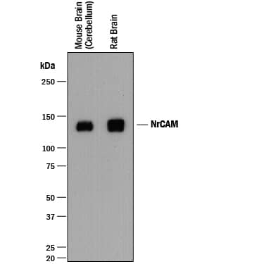 Western blot shows lysates of mouse brain (cerebellum) tissue and rat brain tissue. PVDF membrane was probed with 1:1000 dilution of Rabbit Anti-Mouse/Rat NrCAM Antigen Affinity-purified Polyclonal Antibody (Catalog # AF8538) followed by HRP-conjugated Anti-Rabbit IgG Secondary Antibody (Catalog # HAF008). A specific band was detected for NrCAM at approximately 104-145 kDa (as indicated). This experiment was conducted under reducing conditions and using Immunoblot Buffer Group 1.