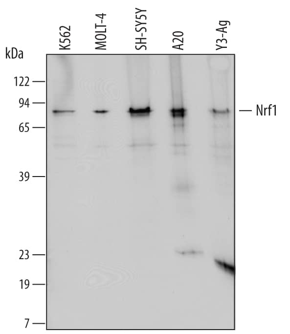 Western Blot Nrf1 Antibody (492413)