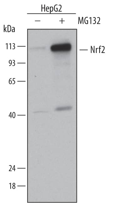 Western blot shows lysates of HepG2 human hepatocellular carcinoma cell line untreated (-) or treated (+) with 10 µM MG 132 (Catalog # 1748) for 4 hours. PVDF membrane was probed with 0.2 µg/mL of Goat Anti-Human/Mouse Nrf2 Antigen Affinity-purified Polyclonal Antibody (Catalog # AF3925) followed by HRP-conjugated Anti-Goat IgG Secondary Antibody (Catalog # HAF019). A specific band was detected for Nrf2 at approximately 110 kDa (as indicated). This experiment was conducted under reducing conditions and using Immunoblot Buffer Group 1.