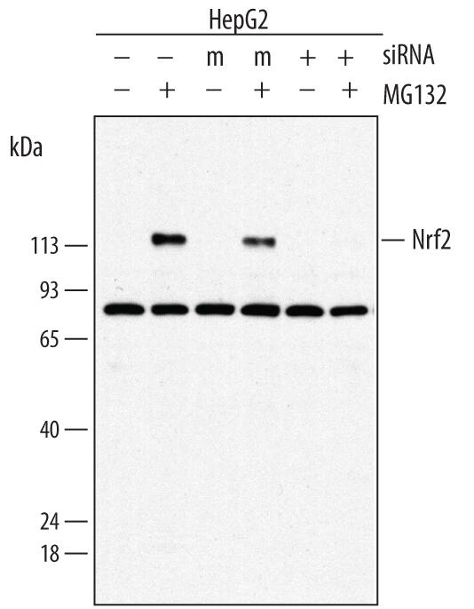 Western blot shows lysates of HepG2 human hepatocellular carcinoma cell line untreated (-), treated (+) or mock treated (m) with 10 µM MG132 (Catalog # 1748) for 4 hours and 10 pmol siRNA. PVDF membrane was probed with 1 µg/mL of Mouse Anti-Human Nrf2 Monoclonal Antibody (Catalog # MAB3925) followed by HRP-conjugated Anti-Mouse IgG Secondary Antibody (Catalog # HAF007). A specific band was detected for Nrf2 at approximately 110 kDa (as indicated). This experiment was conducted under reducing conditions and using Immunoblot Buffer Group 1.