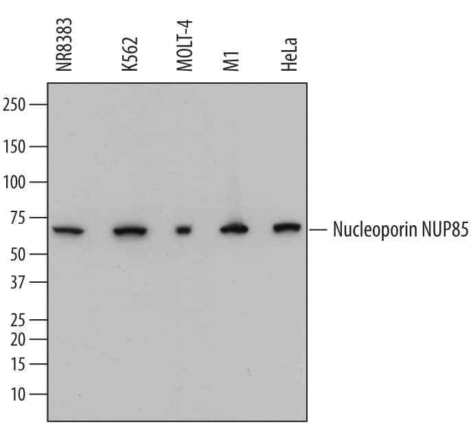 Western blot shows lysates of NR8383 rat alveolar macrophage cell line, K562 human chronic myelogenous leukemia cell line, MOLT-4 human acute lymphoblastic leukemia cell line, M1 mouse myeloid leukemia cell line, and HeLa human cervical epithelial carcinoma cell line. PVDF membrane was probed with 0.2 µg/mL of Mouse Anti-Human/Mouse/Rat Nucleoporin NUP85 Monoclonal Antibody (Catalog # MAB5976) followed by HRP-conjugated Anti-Mouse IgG Secondary Antibody (Catalog # HAF018). A specific band was detected for Nucleoporin NUP85 at approximately 70 kDa (as indicated). This experiment was conducted under reducing conditions and using Immunoblot Buffer Group 1.