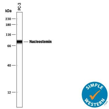 Simple Western lane view shows lysates of PC-3 human prostate cancer cell line, loaded at 0.2 mg/mL. A specific band was detected for Nucleostemin at approximately 83 kDa (as indicated) using 5 µg/mL of Goat Anti-Human/Mouse/Rat Nucleostemin Antigen Affinity-purified Polyclonal Antibody (Catalog # AF1638) followed by 1:50 dilution of HRP-conjugated Anti-Goat IgG Secondary Antibody (Catalog # HAF109). This experiment was conducted under reducing conditions and using the 12-230 kDa separation system.