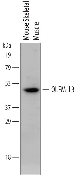 Western Blot OLFM-L3 Antibody (740404) [Unconjugated]