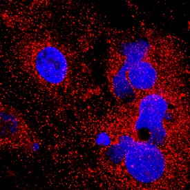 Immunocytochemistry Orosomucoid 2 Antibody (959445) [Unconjugated]
