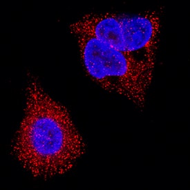 Immunocytochemistry Orosomucoid 2 Antibody (959445) [Unconjugated]