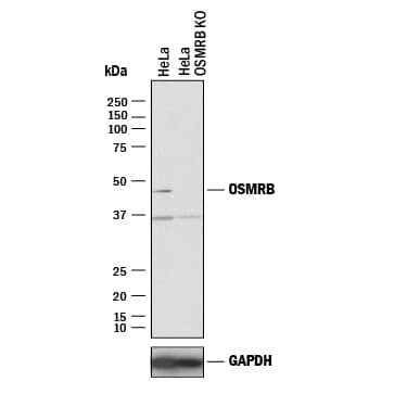 <b>Genetic Strategies Validation. </b>Western blot shows lysates of HeLa human cervical epithelial carcinoma parental cell line and OSM R beta  knockout HeLa cell line (KO). PVDF membrane was probed with 2 µg/mL of Mouse Anti-Human OSM R beta  Monoclonal Antibody (Catalog # MAB4389) followed by HRP-conjugated Anti-Mouse IgG Secondary Antibody (Catalog # HAF018). A specific band was detected for OSM R beta  at approximately 45 kDa (as indicated) in the parental HeLa cell line, but is not detectable in knockout HeLa cell line. GAPDH (Catalog # MAB5718) is shown as a loading control. This experiment was conducted under reducing conditions and using Immunoblot Buffer Group 1.