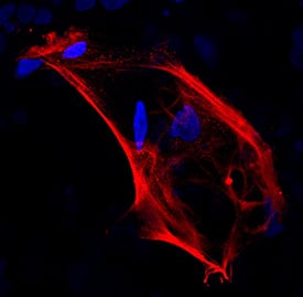 Immunocytochemistry OV-6 Antibody (OV-6) [Unconjugated]
