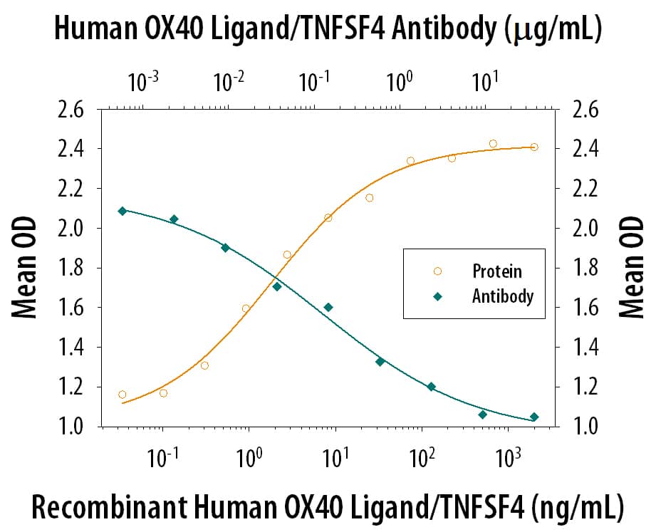 Recombinant Human OX40 Ligand/TNFSF4 (Catalog # 1054-OX) induces IL-8 secretion in the HT1080 human fibrosarcoma cell line transfected with human OX40 in a dose-dependent manner (orange line) as measured by Human IL-8 Duoset (Catalog # DY208). IL-8 Secretion elicited by Recombinant Human OX40 Ligand/TNFSF4 (10 ng/mL) is neutralized (green line) by increasing concentrations of Mouse Anti-Human OX40 Ligand/TNFSF4 Monoclonal Antibody (Catalog # MAB10541). The ND50 is typically 0.1-0.6 µg/mL.