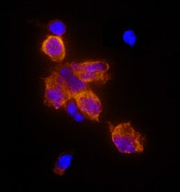 Immunocytochemistry OX40 Ligand/TNFSF4 Antibody (159403) [Unconjugated]