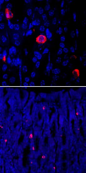 Immunohistochemistry Ghrelin Antibody (883622)