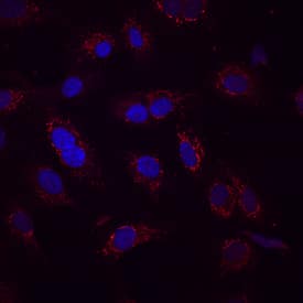 Immunocytochemistry Occludin Antibody (690213)