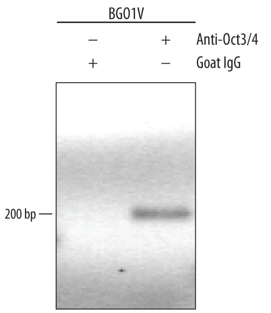 BG01V human embryonic stem cells were fixed using formaldehyde, resuspended in lysis buffer, and sonicated to shear chromatin. Oct-3/4/DNA complexes were immunoprecipitated using 5 µg Goat Anti-Human/Mouse Oct-3/4 Antigen Affinity-purified Polyclonal Antibody (Catalog # AF1759) or control antibody (Catalog # AB-108-C) for 15 minutes in an ultrasonic bath, followed by Biotinylated Anti-Goat IgG Secondary Antibody (Catalog # BAF109). Immunocomplexes were captured using 50 µL of MagCellect Streptavidin Ferrofluid (Catalog # MAG999) and DNA was purified using chelating resin solution. Thenanogpromoter was detected by standard PCR.