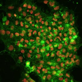 Immunocytochemistry Oct-3/4 Antibody [Unconjugated]
