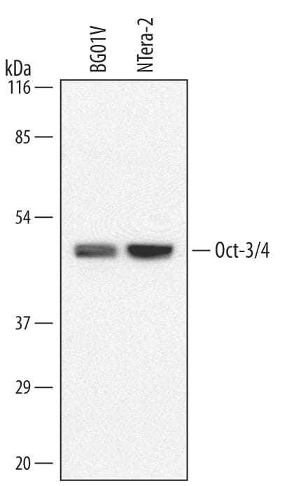 Western blot shows lysates of BG01V human embryonic stem cells and NTera-2 human testicular embryonic carcinoma cell line. PVDF membrane was probed with 1 µg/mL of Rat Anti-Human/Mouse Oct-3/4 Monoclonal Antibody (Catalog # MAB1759) followed by HRP-conjugated Anti-Rat IgG Secondary Antibody (Catalog # HAF005). A specific band was detected for Oct-3/4 at approximately 46 kDa (as indicated). This experiment was conducted under reducing conditions and using Immunoblot Buffer Group 1.