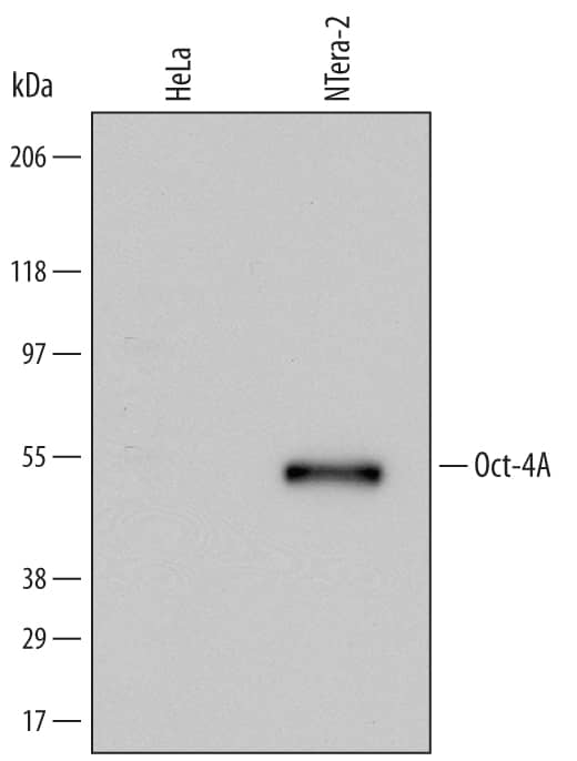 Western blot shows lysates of HeLa human cervical epithelial carcinoma cell line and NTera-2 human testicular embryonic carcinoma cell line. PVDF Membrane was probed with 0.5 µg/mL of Mouse Anti-Human Oct-4A Monoclonal Antibody (Catalog # MAB17591) followed by HRP-conjugated Anti-Mouse IgG Secondary Antibody (HAF007). A specific band was detected for Oct-4A at approximately 50 kDa (as indicated). This experiment was conducted under reducing conditions and using Immunoblot Buffer Group 1.
