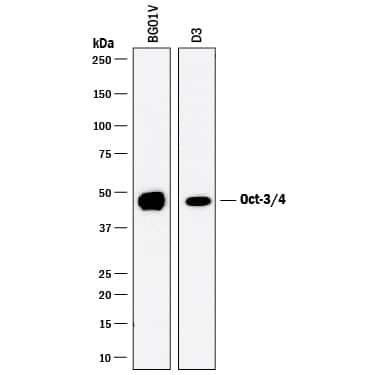 Western Blot Oct-3/4 Antibody [Unconjugated]