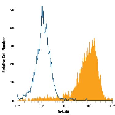 BG01V human embryonic stem cells were stained with Mouse Anti-Human Oct-4A APC-conjugated Monoclonal Antibody (Catalog # IC6344A, filled histogram) or isotype control antibody (IC003A, open histogram). To facilitate intracellular staining, cells were fixed with Flow Cytometry Fixation Buffer (FC004) and permeabilized with Flow Cytometry Permeabilization/Wash Buffer I (FC005). View our protocol for Staining Intracellular Molecules.