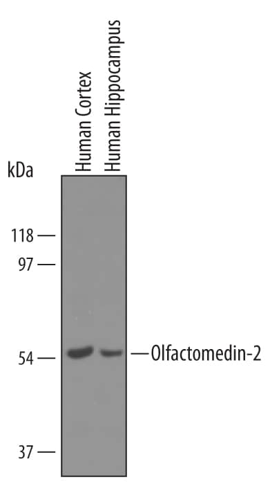 Western Blot Olfactomedin-2/Noelin-2 Antibody [Unconjugated]