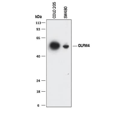 Western blot shows lysates of COLO 205 human colorectal adenocarcinoma cell line and SW480 human colorectal adenocarcinoma cell line. PVDF membrane was probed with 2 µg/mL of Mouse Anti-Human Olfactomedin-4/OLFM4 Monoclonal Antibody (Catalog # MAB9218) followed by HRP-conjugated Anti-Mouse IgG Secondary Antibody (HAF018). A specific band was detected for Olfactomedin-4/OLFM4 at approximately 54 kDa (as indicated). This experiment was conducted under reducing conditions and using Immunoblot Buffer Group 1.
