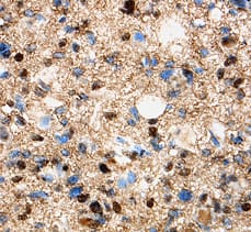 Immunohistochemistry Olig1 Antibody (257219) [Unconjugated]