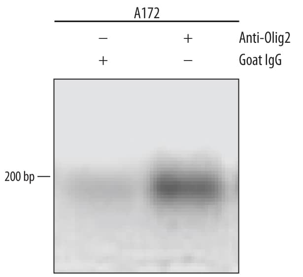 A172 human glioblastoma cell line were fixed using formaldehyde, resuspended in lysis buffer, and sonicated to shear chromatin. Olig2/DNA complexes were immunoprecipitated using 5 µg Goat Anti-Human/Mouse/Rat Olig2 Antigen Affinity-purified Polyclonal Antibody (Catalog # AF2418) or control antibody (Catalog # AB-108-C) for 15 minutes in an ultrasonic bath, followed by Biotinylated Anti-Goat IgG Secondary Antibody (Catalog # BAF109). Immunocomplexes were captured using 50 µL of MagCellect Streptavidin Ferrofluid (Catalog # MAG999) and DNA was purified using chelating resin solution. Thep21promoter was detected by standard PCR.