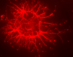 Oligodendrocyte Marker O4 was detected in immersion fixed differentiated rat cortical stem cells using 1 µg/mL Mouse Anti-Human/Mouse/ Rat/Chicken Oligodendrocyte Marker O4 Monoclonal Antibody (Catalog # MAB1326) for 3 hours at room temperature. Cells were stained (red). View our protocol for Fluorescent ICC Staining of Cells on Coverslips.