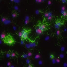 Olig2 and Oligodendrocyte Marker O4 were detected in 7 day differentiated rat cortical stem cells using 10 µg/mL Human Olig2 Antigen Affinity-purified Polyclonal Antibody (Catalog # AF2418) and 10 µg/mL Mouse Anti-Human/Mouse/Rat/Chicken O4 Monoclonal Antibody (Catalog # MAB1326). Cells were incubated with primary antibodies for 3 hours at room temperature. Cells were stained for Olig2 using the NorthernLights™ 637-conjugated Anti-Goat IgG Secondary Antibody (red; Catalog # NL002), and stained for O4 using an anti-mouse IgM secondary antibody (pseudo-stained green). View our protocol for Fluorescent ICC Staining of Cells on Coverslips.