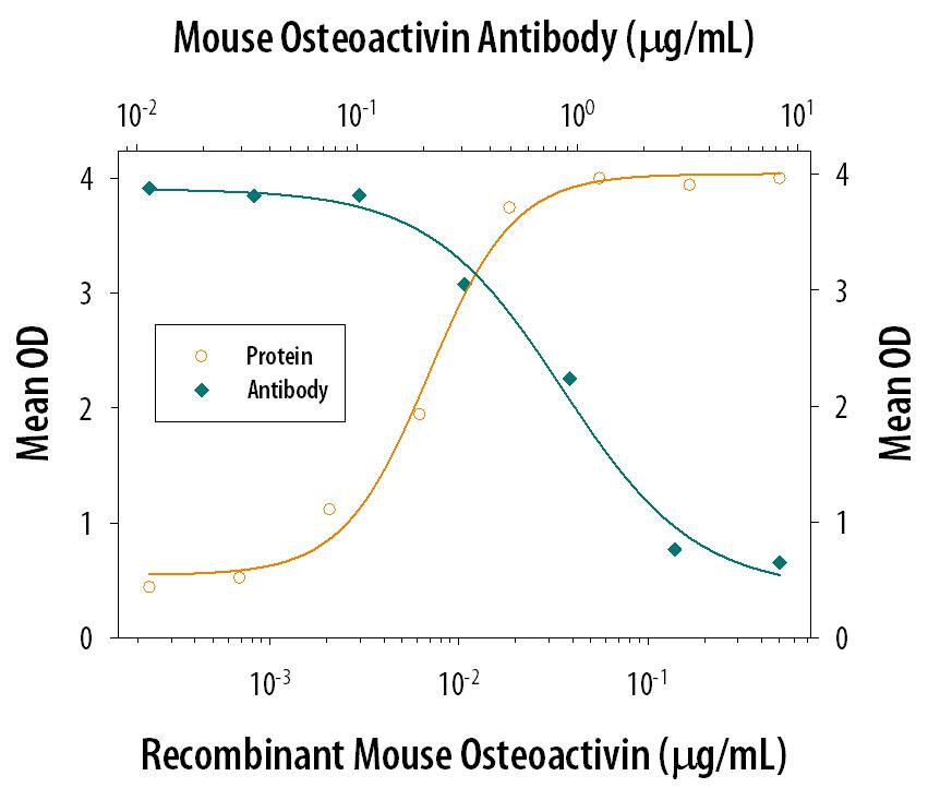 Recombinant Mouse Osteoactivin/GPNMB Fc Chimera (Catalog # 2330-AC), immobilized onto a microplate previously coated with Goat Anti-Mouse IgG Fc (Catalog # G-202-C), supports the adhesion of the SVEC4-10 mouse vascular endothelial cell line in a dose-dependent manner (orange line), as measured by endogenous cellular lysosomal acid phosphatase activity. Adhesion elicited by Recombinant Mouse Osteoactivin/GPNMB Fc Chimera (0.25 µg/mL) is neutralized (green line) by increasing concentrations of Goat Anti-Mouse Osteoactivin/ GPNMB Antigen Affinity-purified Polyclonal Antibody (Catalog # AF2330). The ND50 is typically 0.2-0.8 µg/mL.