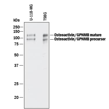 Western blot shows lysates of U-118-MG human glioblastoma/astrocytoma cell line and T98G human glioblastoma cell line. PVDF membrane was probed with 0.5 µg/mL of Goat Anti-Human Osteoactivin/GPNMB Antigen Affinity-purified Polyclonal Antibody (Catalog # AF2550) followed by HRP-conjugated Anti-Goat IgG Secondary Antibody (HAF017). Specific bands were detected for Osteoactivin/GPNMB at approximately 95 and 120 kDa (as indicated). This experiment was conducted under reducing conditions and using Immunoblot Buffer Group 1.