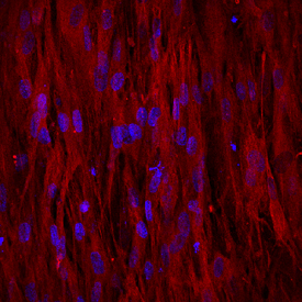 Immunocytochemistry Osteocalcin Antibody (190125)