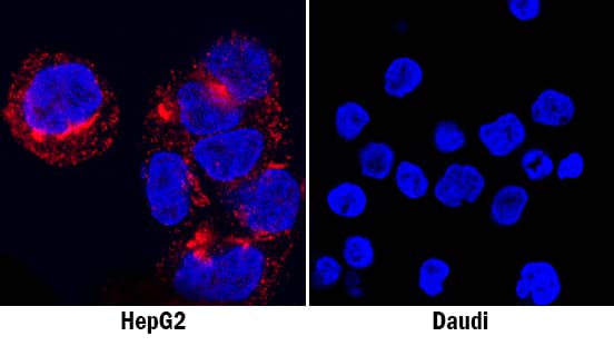 Osteopontin/OPN was detected in immersion fixed HepG2 human hepatocellular carcinoma cell line (positive staining; left panel) and Daudi human Burkitt's lymphoma cell line (negative staining; right panel) using Goat Anti-Human Osteopontin/OPN Antigen Affinity-purified Polyclonal Antibody (Catalog # AF1433) at 1.7 µg/mL for 3 hours at room temperature. Cells were stained using the NorthernLights™ 557-conjugated Anti-Goat IgG Secondary Antibody (red; Catalog # NL001) and counterstained with DAPI (blue). Specific staining was localized to cytoplasm. View our protocol for Fluorescent ICC Staining of Cells on Coverslips.