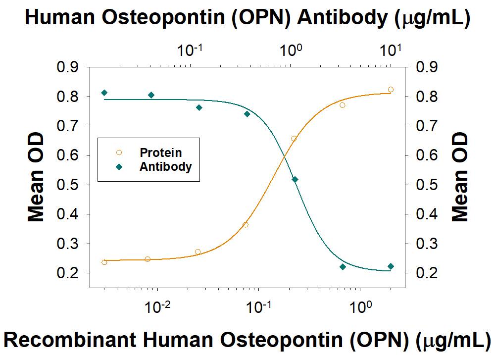 Recombinant Human Osteopontin/OPN (Catalog # 1433-OP), immobilized onto a microplate, supports the adhesion of the HEK293 human embryonic kidney cell line in a dose-dependent manner (orange line). Adhesion elicited by Recombinant Human Osteopontin/OPN (1 µg/mL) is neutralized (green line) by increasing concentrations of Rabbit Anti-Human Osteopontin/OPN Monoclonal Antibody (Catalog # MAB14334). The ND50 is typically 0.5-1.5 µg/mL.