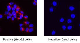 Osteopontin/OPN was detected in immersion fixed HepG2 human hepatocellular carcinoma cell line (positive) and Daudi human Burkitt's lymphoma cell line (negative control) using Rabbit Anti-Human Osteopontin/OPN Monoclonal Antibody (Catalog # MAB14334) at 3 µg/mL for 3 hours at room temperature. Cells were stained using the NorthernLights™ 557-conjugated Anti-Rabbit IgG Secondary Antibody (red; Catalog # NL004) and counterstained with DAPI (blue). Specific staining was localized to cytoplasm. View our protocol for Fluorescent ICC Staining of Cells on Coverslips.