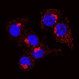Osteopontin/OPN was detected in immersion fixed RAW 264.7 mouse monocyte/macrophage cell line using Rabbit Anti-Mouse Osteopontin/OPN Monoclonal Antibody (Catalog # MAB808) at 3 µg/mL for 3 hours at room temperature. Cells were stained using the NorthernLights™ 557-conjugated Anti-Rabbit IgG Secondary Antibody (red; Catalog # NL004) and counterstained with DAPI (blue). Specific staining was localized to cytoplasm. View our protocol for Fluorescent ICC Staining of Non-adherent Cells.