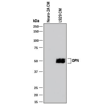 Western blot shows conditioned media from Neuro-2A mouse neuroblastoma cell line (negative control) and L-929 mouse fibroblast cell line. PVDF membrane was probed with 1 µg/mL of Rabbit Anti-Mouse Osteopontin/OPN Monoclonal Antibody (Catalog # MAB808) followed by HRP-conjugated Anti-Rabbit IgG Secondary Antibody (Catalog # HAF008). A specific band was detected for Osteopontin/OPN at approximately 50 kDa (as indicated). This experiment was conducted under reducing conditions and using Immunoblot Buffer Group 1.