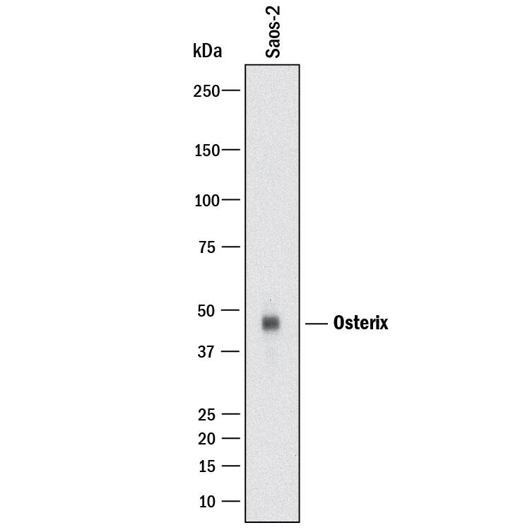 Western blot shows lysates of Saos-2 human osteosarcoma cell line. PVDF membrane was probed with 1 µg/mL of Mouse Anti-Human Osterix/Sp7 Monoclonal Antibody (Catalog # MAB75471) followed by HRP-conjugated Anti-Mouse IgG Secondary Antibody (Catalog # HAF018). A specific band was detected for Osterix/Sp7 at approximately 45 kDa (as indicated). This experiment was conducted under reducing conditions and using Immunoblot Buffer Group 1.