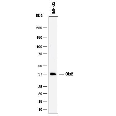 Western blot shows lysates of IMR-32 human neuroblastoma cell line. PVDF membrane was probed with 1 µg/mL of Goat Anti-Human Otx2 Antigen Affinity-purified Polyclonal Antibody (Catalog # AF1979) followed by HRP-conjugated Anti-Goat IgG Secondary Antibody (Catalog # HAF017). A specific band was detected for Otx2 at approximately 37 kDa (as indicated). This experiment was conducted under reducing conditions and using Immunoblot Buffer Group 1.