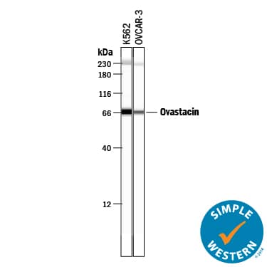 Simple Western Ovastacin Antibody [Unconjugated]