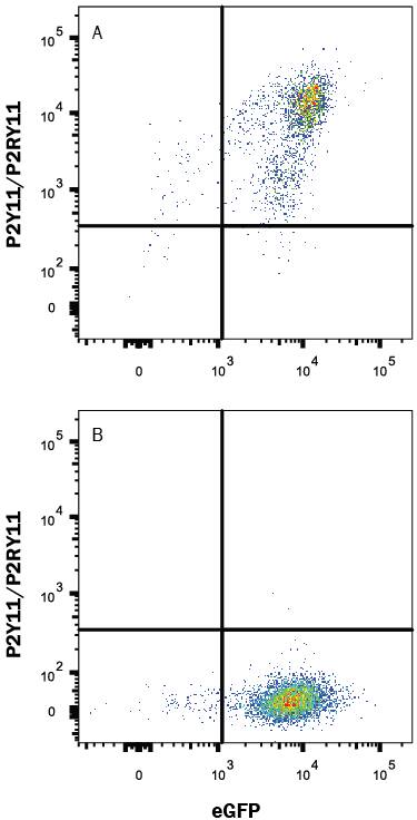 HEK293 human embryonic kidney cell line transfected with either (A) human P2Y11/P2RY11 or (B) irrelevant transfectants and eGFP was stained with Mouse Anti-Human P2Y11/P2RY11 Monoclonal Antibody (Catalog # MAB9305) followed by Allophycocyanin-conjugated Anti-Mouse IgG Secondary Antibody (Catalog # F0101B). Quadrant markers were set based on control antibody staining (Catalog # MAB002). View our protocol for Staining Membrane-associated Proteins.