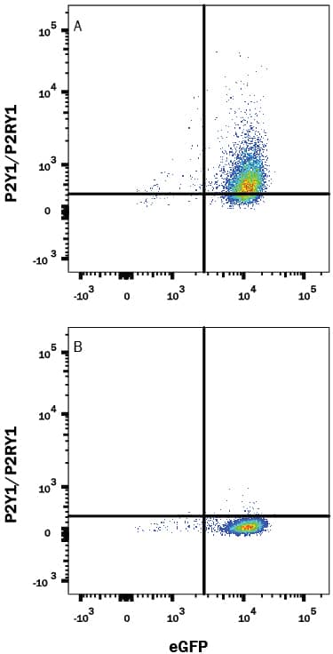 HEK293 human embryonic kidney cell line transfected with either (A) human P2Y1/P2RY1 or (B) irrelevant transfectants and eGFP was stained with Mouse Anti-Human P2Y1/P2RY1 Alexa Fluor® 647-conjugated Monoclonal Antibody (Catalog # FAB9290R). Quadrant markers were set based on control antibody staining (Catalog # IC003R). View our protocol for Staining Membrane-associated Proteins.