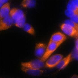 Protein Disulfide Isomerase/P4HB was detected in immersion fixed HeLa human cervical epithelial carcinoma cell line using Goat Anti-Human Protein Disulfide Isomerase/P4HB Antigen Affinity-purified Polyclonal Antibody (Catalog # AF4236) at 1.7 µg/mL for 3 hours at room temperature. Cells were stained using the NorthernLights™ 557-conjugated Anti-Goat IgG Secondary Antibody (red; Catalog # NL001) and counterstained with DAPI (blue). Specific staining was localized to cytoplasm. View our protocol for Fluorescent ICC Staining of Cells on Coverslips.