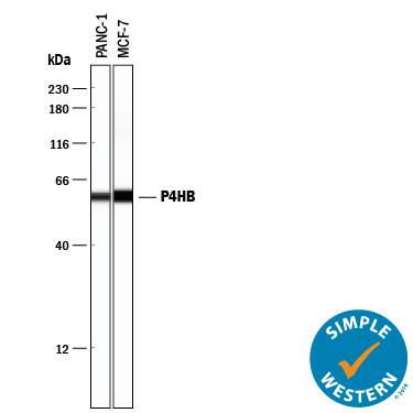 Simple Western lane view shows lysates of PANC-1 human pancreatic carcinoma cell line and MCF-7 human breast cancer cell line, loaded at 0.2 mg/mL. A specific band was detected for Protein Disulfide Isomerase/P4HB at approximately 59 kDa (as indicated) using 10 µg/mL of Goat Anti-Human Protein Disulfide Isomerase/P4HB Antigen Affinity-purified Polyclonal Antibody (Catalog # AF4236) followed by 1:50 dilution of HRP-conjugated Anti-Goat IgG Secondary Antibody (Catalog # HAF109). This experiment was conducted under reducing conditions and using the 12-230 kDa separation system.
