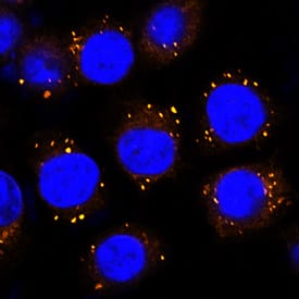 Protein Disulfide Isomerase/P4HB was detected in immersion fixed HeLa human cervical epithelial carcinoma cell line using Goat Anti-Human Protein Disulfide Isomerase/P4HB Antigen Affinity-purified Polyclonal Antibody (Catalog # BAF4236) at 1.7 µg/mL for 3 hours at room temperature. Cells were stained using the NorthernLights™ 557-conjugated Streptavidin (red; Catalog # NL999) and counterstained with DAPI (blue). Specific staining was localized to cytoplasm. View our protocol for Fluorescent ICC Staining of Cells on Coverslips.