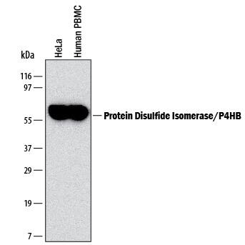 Western blot shows lysates of HeLa human cervical epithelial carcinoma cell line and human peripheral blood mononuclear cells (PBMC). PVDF Membrane was probed with 2 µg/mL of Human Protein Disulfide Isomerase/P4HB Monoclonal Antibody (Catalog # MAB4236) followed by HRP-conjugated Anti-Mouse IgG Secondary Antibody (Catalog # HAF007). A specific band was detected for Protein Disulfide Isomerase/P4HB at approximately 60 kDa (as indicated). This experiment was conducted under reducing conditions and using Immunoblot Buffer Group 1.