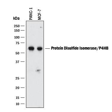 Western blot shows lysates of PANC-1 human pancreatic carcinoma cell line and MCF-7 human breast cancer cell line. PVDF membrane was probed with 1 µg/mL of Mouse Anti-Human Protein Disulfide Isomerase/P4HB Monoclonal Antibody (Catalog # MAB4236) followed by HRP-conjugated Anti-Mouse IgG Secondary Antibody (Catalog # HAF018). A specific band was detected for Protein Disulfide Isomerase/P4HB at approximately 57 kDa (as indicated). This experiment was conducted under reducing conditions and using Immunoblot Buffer Group 1.