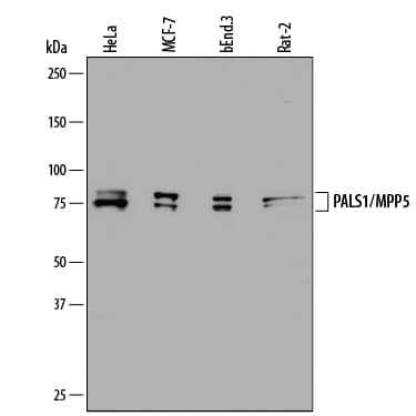 Western blot shows lysates of HeLa human cervical epithelial carcinoma cell line, MCF-7 human breast cancer cell line, bEnd.3 mouse endothelioma cell line, and Rat-2 rat embryonic fibroblast cell line. PVDF membrane was probed with 0.5 µg/mL of Sheep Anti-Human/Mouse/Rat PALS1/MPP5 Antigen Affinity-purified Polyclonal Antibody (Catalog # AF7979) followed by HRP-conjugated Anti-Sheep IgG Secondary Antibody (Catalog # HAF016). Specific bands were detected for PALS1/MPP5 at approximately 75-80 kDa (as indicated). This experiment was conducted under reducing conditions and using Immunoblot Buffer Group 1.