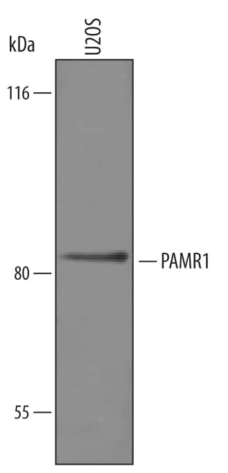 Western Blot PAMR1 Antibody
